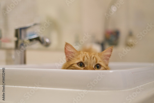 funny cat looks out of the sink in the bathroom. only ears and eyes.