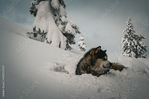 Alaskan malamute in the snow photo