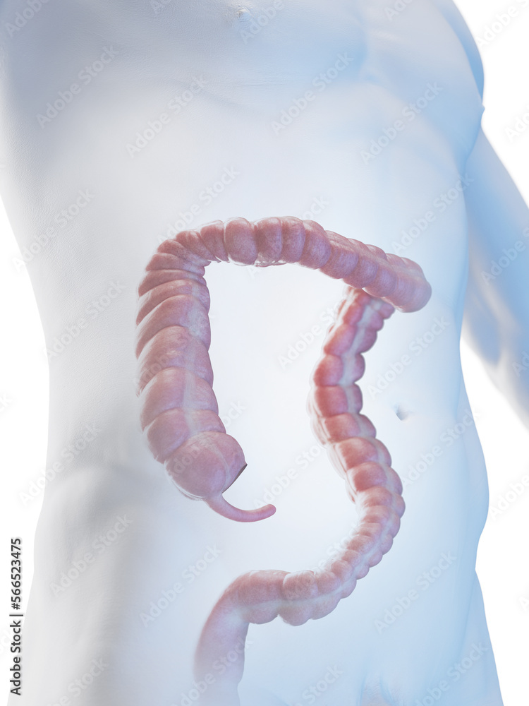 D Rendered Medical Illustration Of A Man S Large Intestine Stock Illustration Adobe Stock