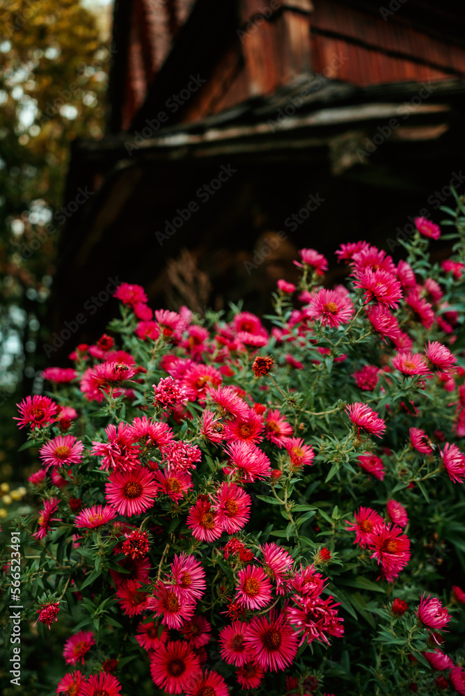 bright red flowers chrysanthemums near an old wooden house or churches 1