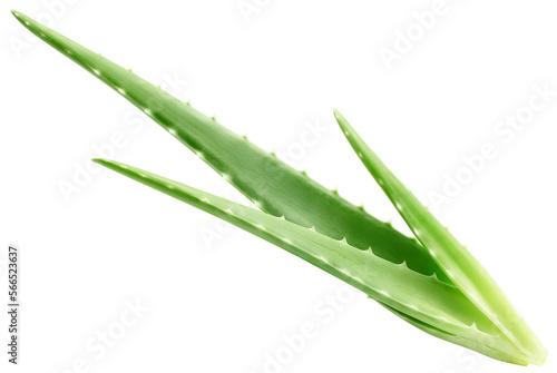 Aloe vera leaves