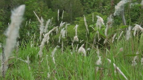 Indonesian landscape. 4K shot of a bunch of Imperata cylindrica flowers blowing in the wind. rural nature in Indonesia. subtropical grasses known as satintails photo