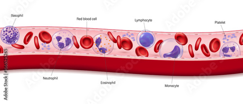 Human blood vessels. Red blood cells, Platelets and White blood cells (Basophil, Neutrophil, Eosinophil, Lymphocyte and Monocyte. Erythrocyte, lymphocyte and thrombocyte. photo