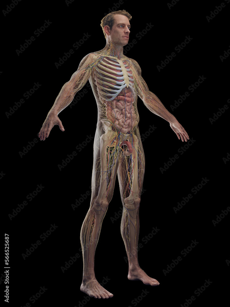 3D rendered medical illustration of a man's internal organs