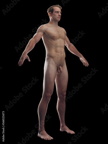 3D rendered medical illustration of a man's integumentary system