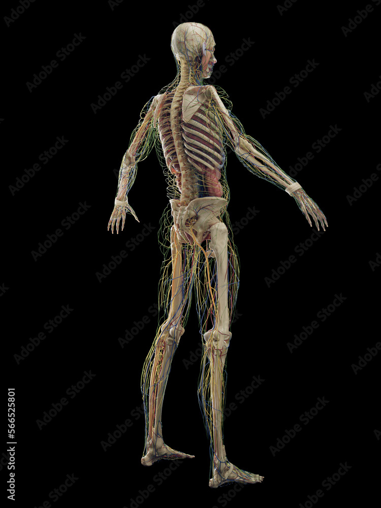 Fototapeta premium 3D rendered medical illustration of a man's internal organs