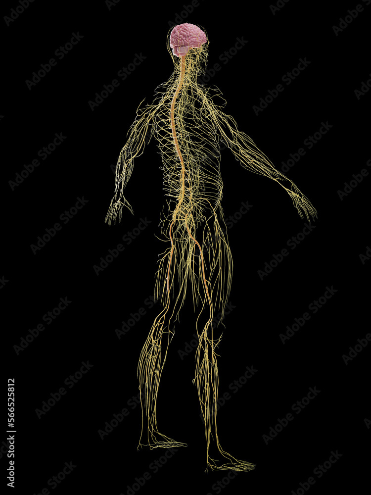 Obraz premium 3D rendered medical illustration of a man's nervous system