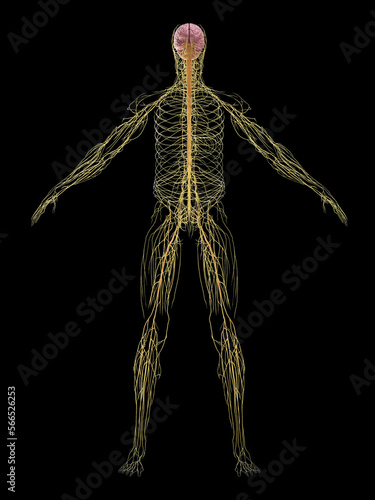 3D rendered medical illustration of a man's nervous system photo