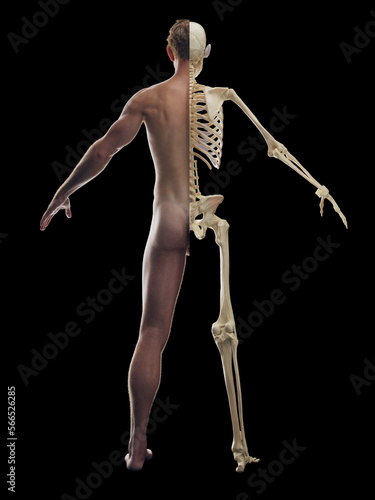 3D rendered medical illustration of a man's skeletal system