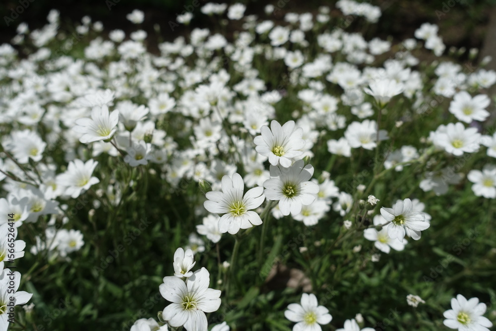 Profusion of white flowers of Cerastium tomentosum in mid May Profusion of white flowers of Cerastium tomentosum in mid May
