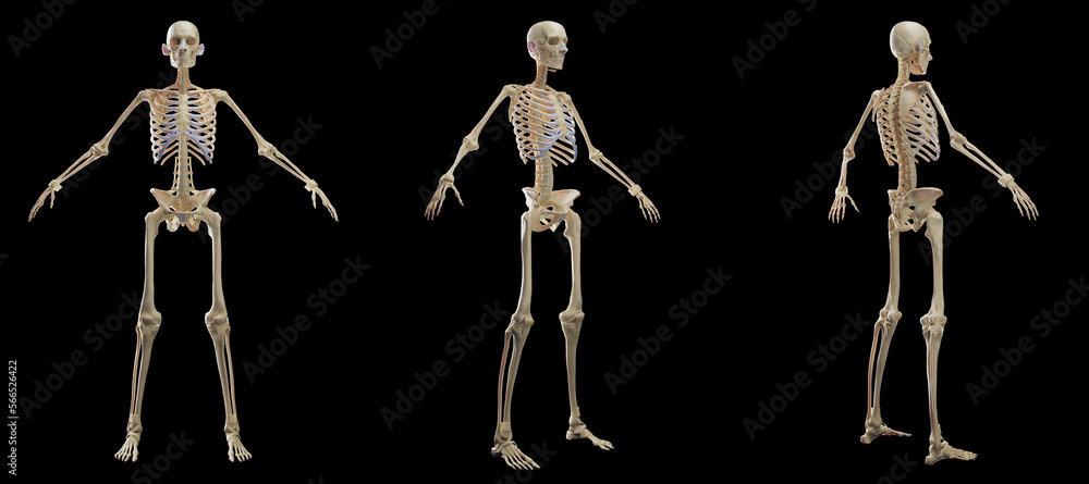 3D rendered medical illustration of a man's skeletal system 3D rendered medical illustration of a man's skeletal system