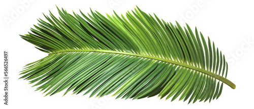Palm leaves branch cut out backgrounds 3d rendering png