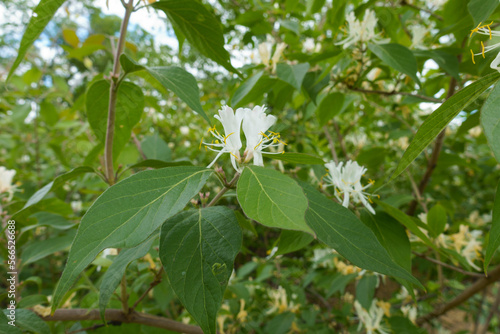 Pair of white flowers of Lonicera maackii in May