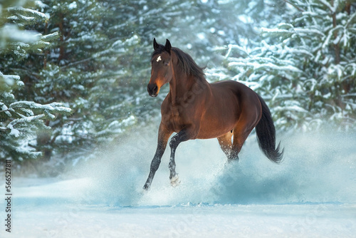  horse run in snow
