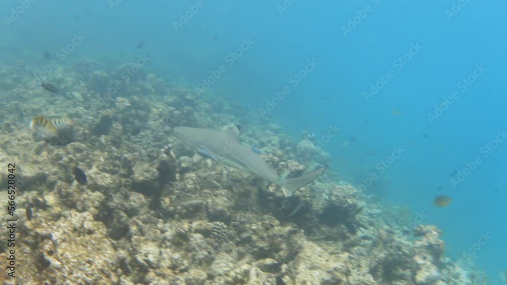 Blacktip reef shark swimming in the sea water Blacktip reef shark swimming in the sea water