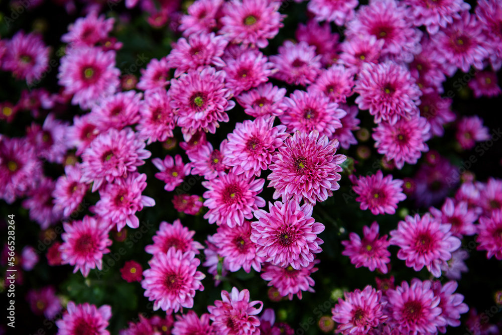 Fototapeta premium Close-up view of purple mums flower blooming in the garden 