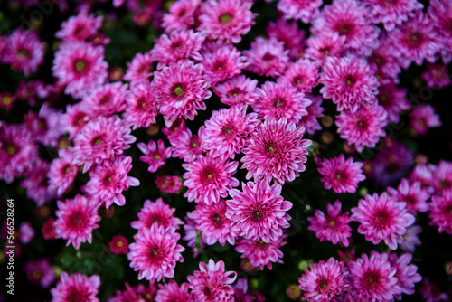 Close-up view of purple mums flower blooming in the garden 