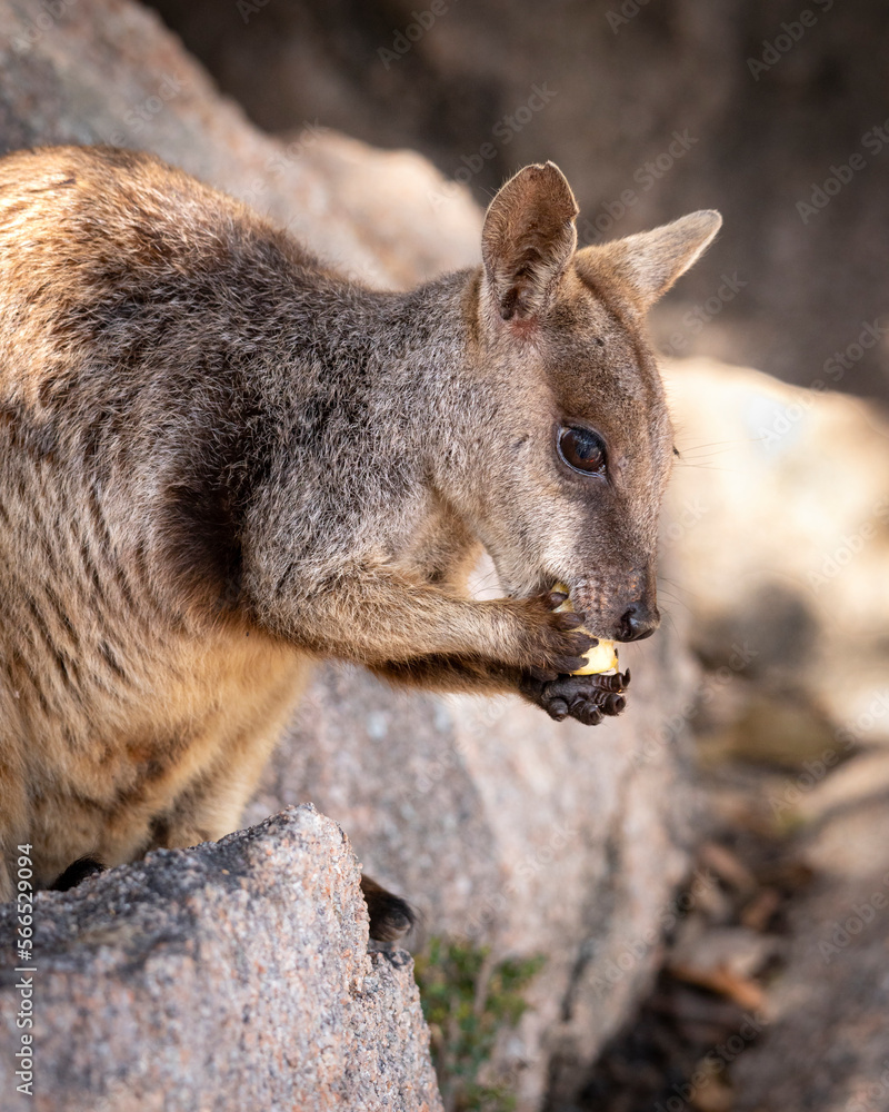 Naklejka premium a close up of a rock wallaby standing on a rock