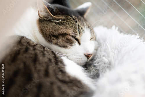 窓辺で眠る猫 キジトラ白