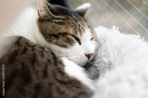 窓辺で眠る猫　キジトラ白 © rai