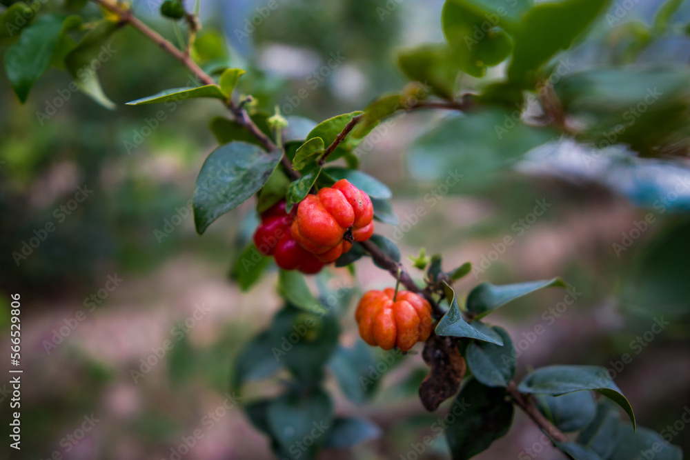 red berries on a branch