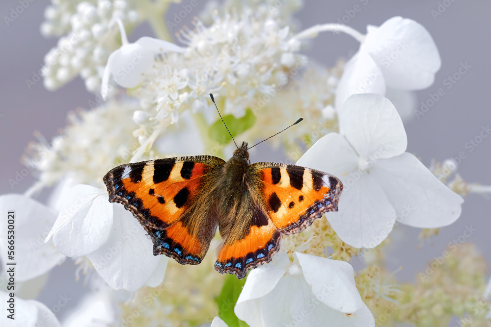 Obraz premium Tortoiseshell butterfly - Aglais urticae on white flowers Hydrangea paniculata. Reddish orange butterfly, with black and yellow markings on the forewings, blue spots around the edge of the wings