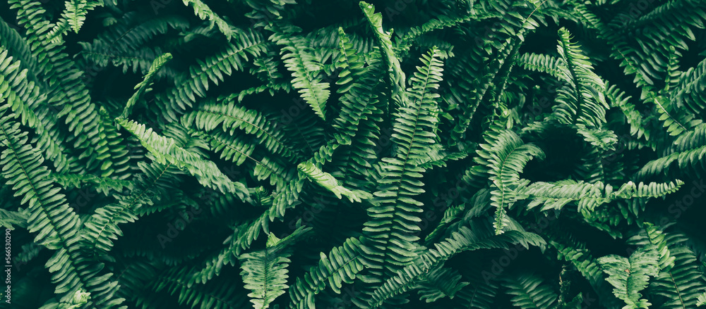 tropical fern leaf background, dark green color toned