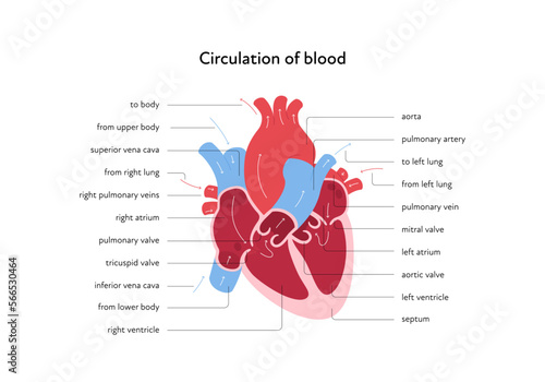 Heart anatomy infographic chart. Vector color flat modern illustration. Inner organ cross section with blood cerculation arrow anatomical diagram. Design for healthcare, cardiology, education. photo