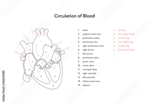 Heart anatomy infographic chart. Vector black and white illustration. Inner organ cross section with blood cerculation arrow anatomical diagram. Design for healthcare, cardiology, education.