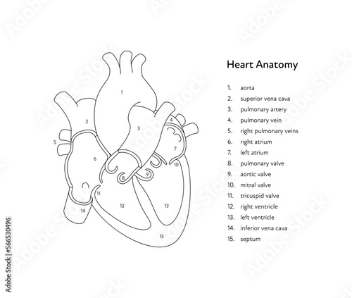 Heart anatomy infographic chart. Vector black and white illustration. Inner organ cross section with text caption anatomical diagram. Design for healthcare, cardiology, education.