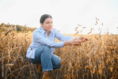 Female farmer or agronomist examining soybean plants in field.