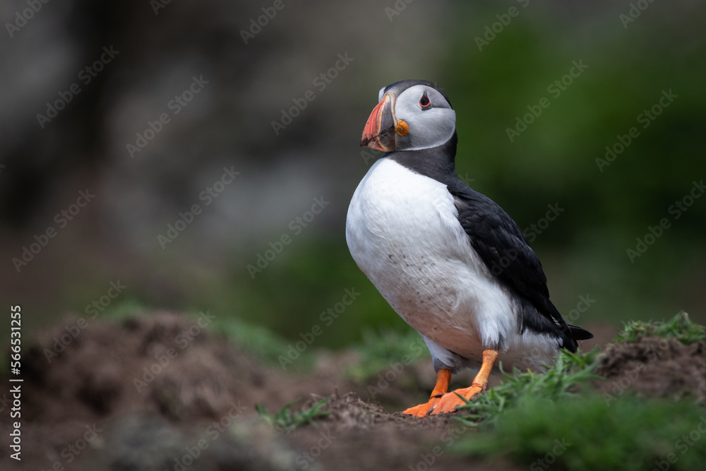 A full portrait of an atlantic puffin as it stands on grass near the cliff top. It shows the full length and body of the bird A full portrait of an atlantic puffin as it stands on grass near the cliff top. It shows the full length and body of the bird