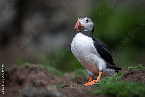 A full portrait of an atlantic puffin as it stands on grass near the cliff top. It shows the full length and body of the bird © alan1951