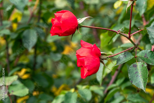 Single red rose flower on a stem with bokeh background. Rose flower bush with multiple buds.