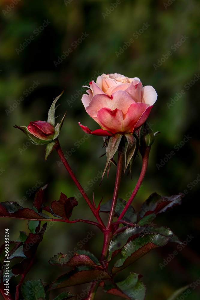 Single red yellow rose flower on a stem with bokeh background. Rose flower bush with multiple buds.