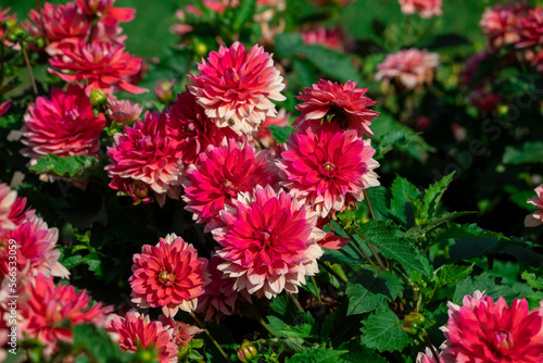 Orange dahlias blooming in botanical garden.