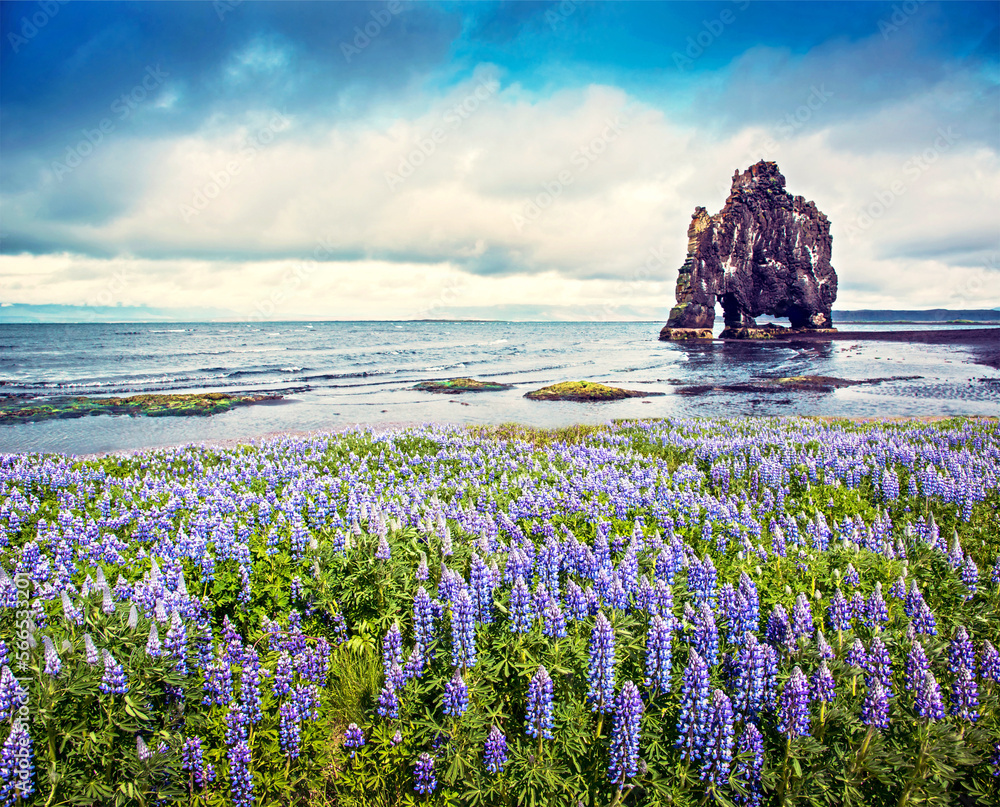 Fantastic nice landscape with flowers of lupine in the background of extraordinary rock formation Hvitserkur on Vatnsnes peninsula, Iceland. Exotic countries. Amazing places.