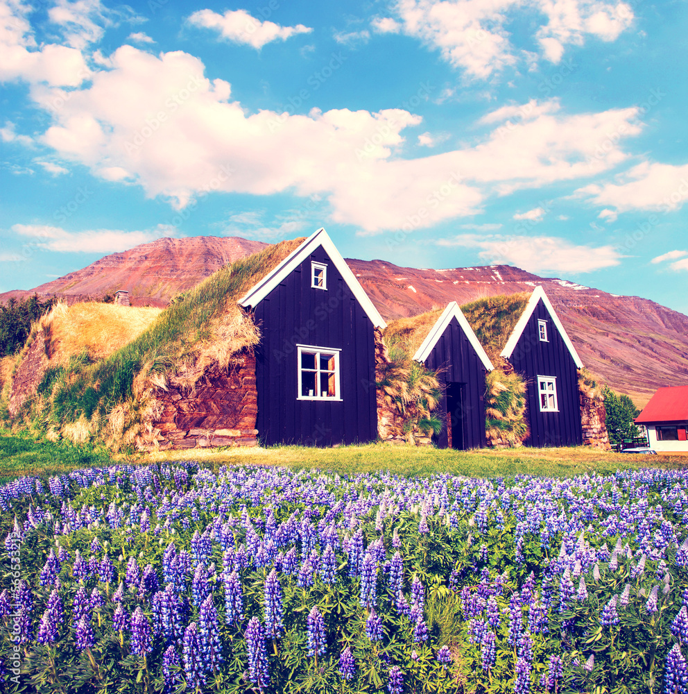 Beautiful landscape with traditional wooden housing with moss-covered roofs and flowers of lupine in a front in museum in Holar, Iceland. Exotic countries. Amazing places.