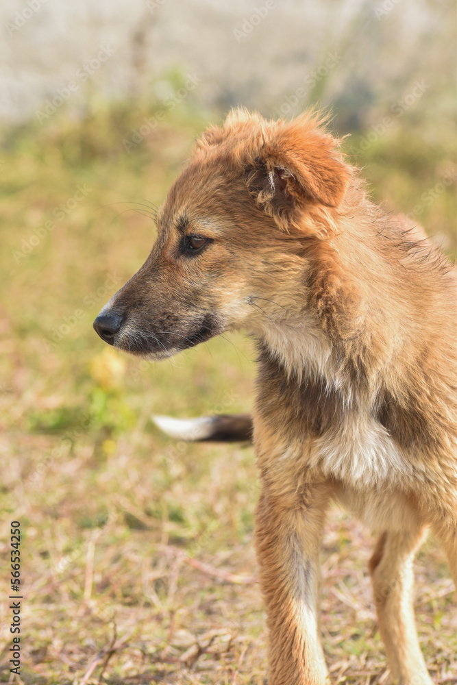 Adorable cute looking dog with multi moods looks. Adorable cute looking dog with multi moods looks.