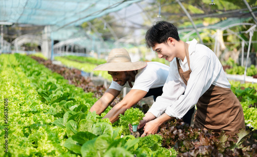 Asian farmer using hand holding tablet and organic vegetables hydroponic in greenhouse plantation. Female hydroponic salad vegetable garden owner working. ..