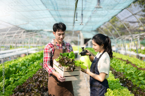 Asian farmer using hand holding tablet and organic vegetables hydroponic in greenhouse plantation. Female hydroponic salad vegetable garden owner working. ..
