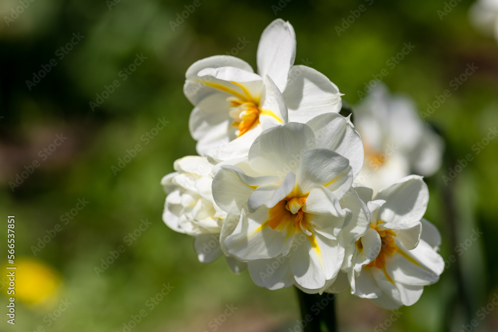 Narcissus 'Erlicheer' double daffodil close up Narcissus 'Erlicheer' double daffodil close up