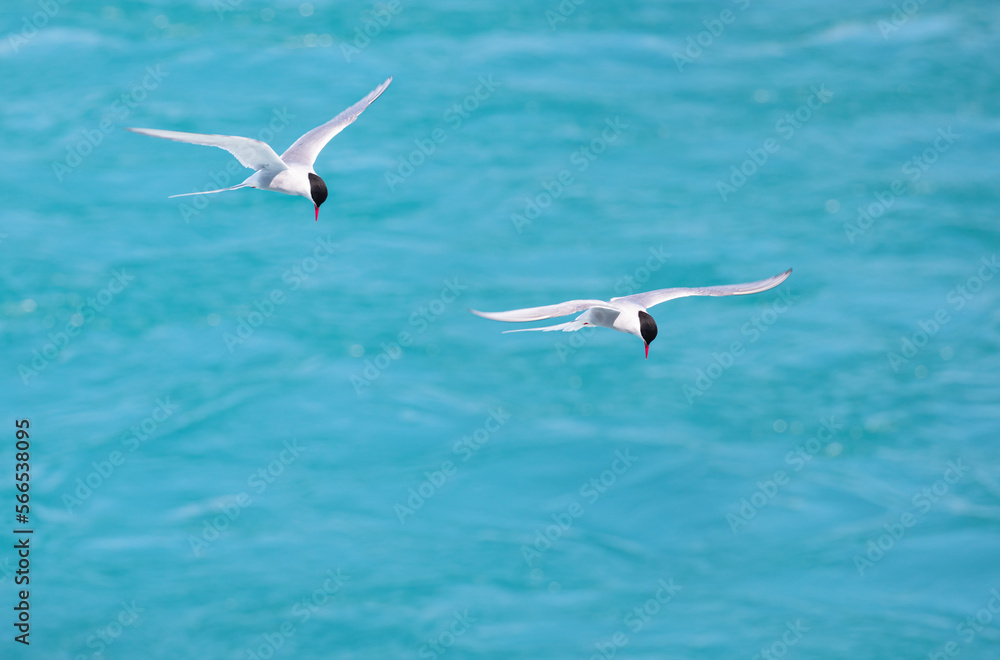 Stern in flight with wings up hunting for fish - Iceland Stern in flight with wings up hunting for fish - Iceland