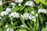 White wild garlic flowers, forest garlic close up. Alternative medicine. Medicinal herbs
