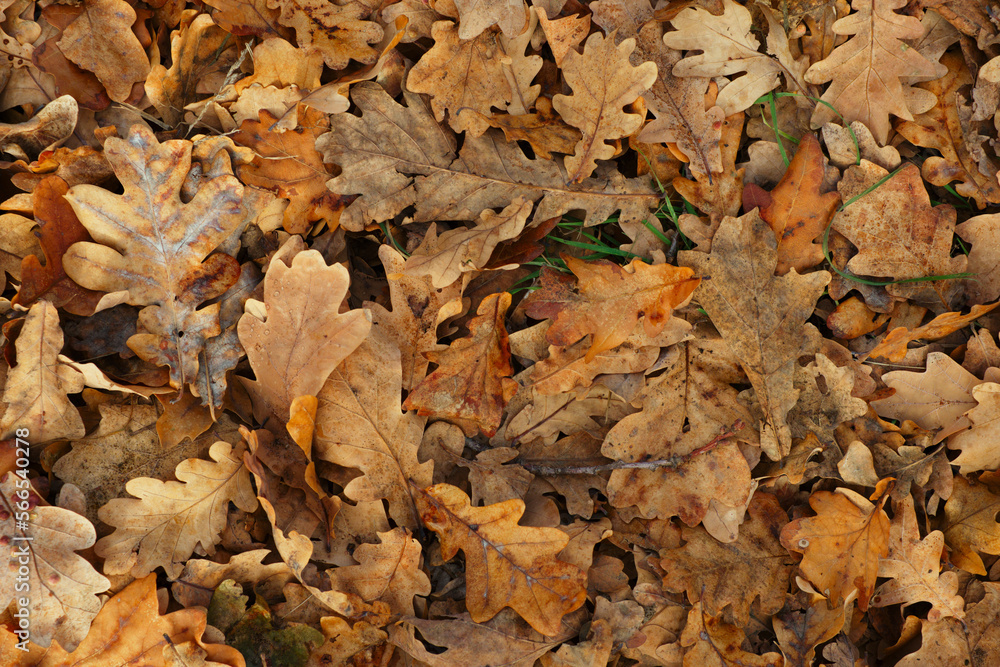 Fallen autumn oak leaves. Background, texture for design. Fallen autumn oak leaves. Background, texture for design.