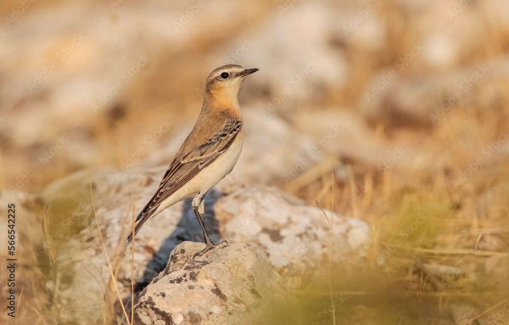 Northern Wheatear (Oenanthe oenanthe) is a common songbird in Asia, Europe, America and Africa. It lives in open and stony areas. Northern Wheatear (Oenanthe oenanthe) is a common songbird in Asia, Europe, America and Africa. It lives in open and stony areas.