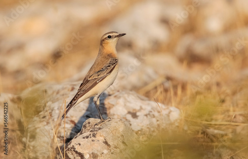 Northern Wheatear (Oenanthe oenanthe) is a common songbird in Asia, Europe, America and Africa. It lives in open and stony areas. © selim
