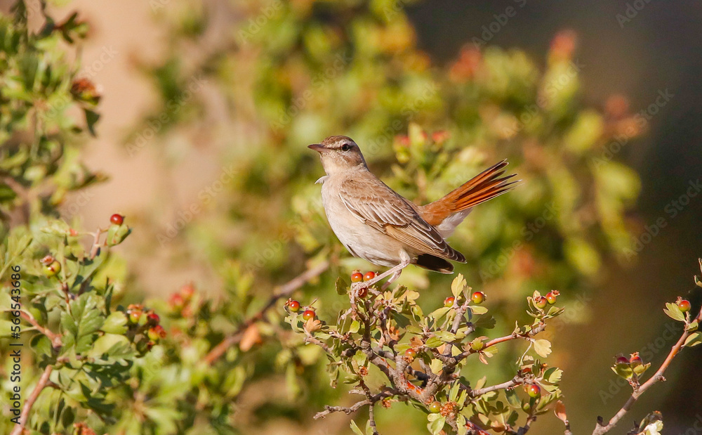 Rufous-tailed Scrub Robin (Cercotrichas galactotes) is a songbird that lives in Asia, Europe and Africa. Rufous-tailed Scrub Robin (Cercotrichas galactotes) is a songbird that lives in Asia, Europe and Africa.
