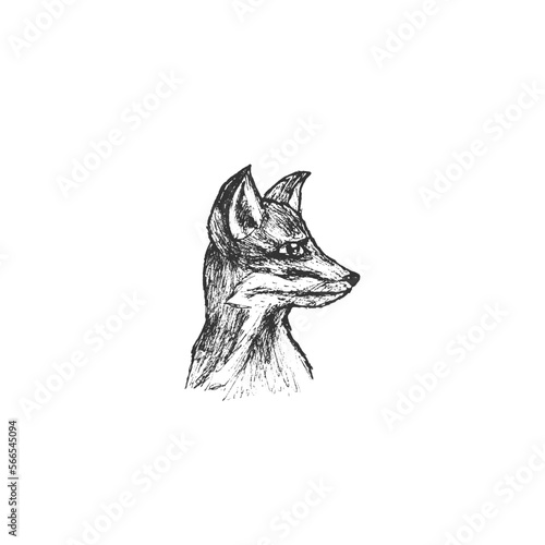 Hand drawn sketch drawing of predator fox isolated on white background