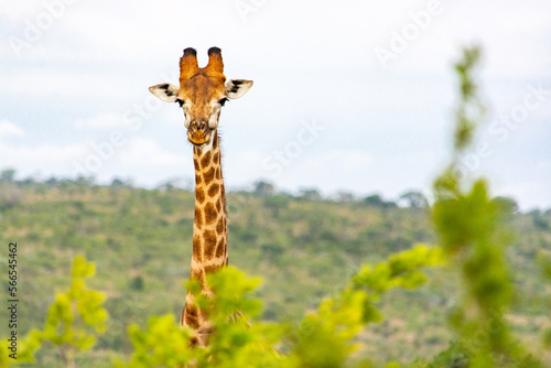 A giraffe in the Hluhluwe-Imfolozi Park in South Africa photo